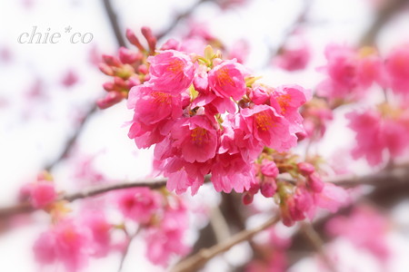 実生の大寒桜・・ 2