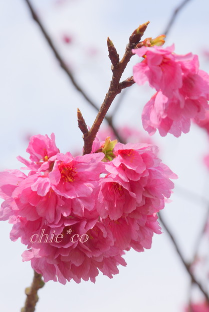 実生の大寒桜・・ 3