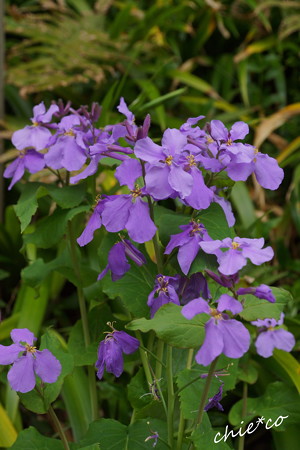 花だいこん・・