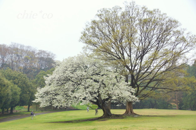 根岸森林公園-090