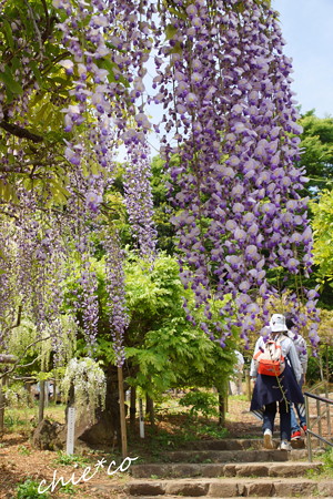 横須賀しょうぶ園-318