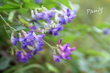 purple...
