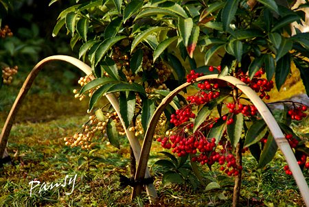 紅白のマンリョウ・・