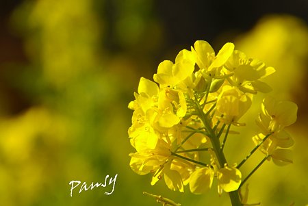 菜の花。。2010 吾妻山公園 12