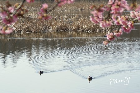 河津桜咲く・・三浦海岸・・3