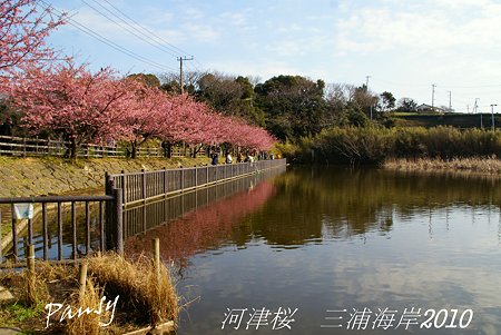 河津桜咲く・・三浦海岸・・11