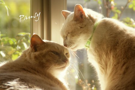 Lily and lulu..