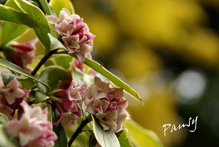沈丁花の香り・・2