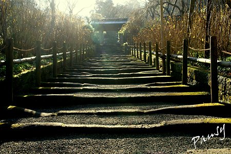 朝陽が照らす石段・・朝の明月院・・2