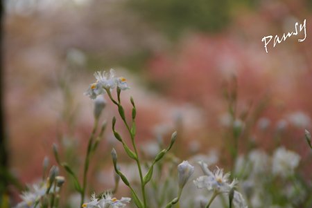 シャガの花・・1