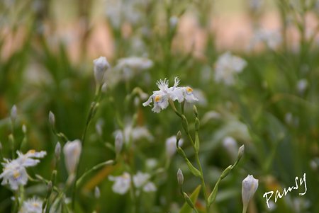シャガの花・・3