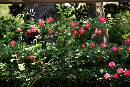 rose garden..15