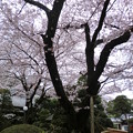 Photos: 劫初の桜