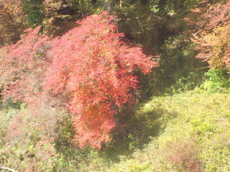 ゴンドラからの紅葉