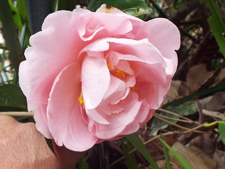 Camellia Japonica（Easter Morn）
