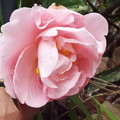 Camellia Japonica（Easter Morn）