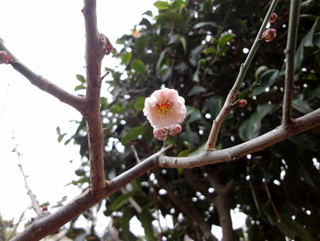 160206-4紅梅