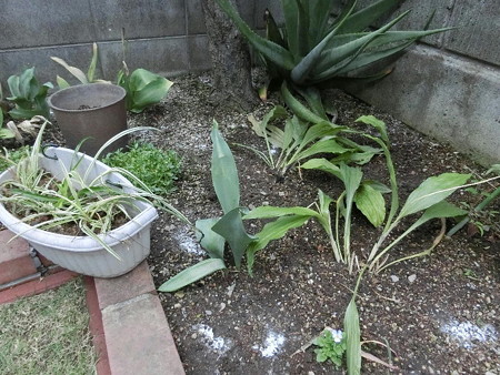 160516エビネ移植