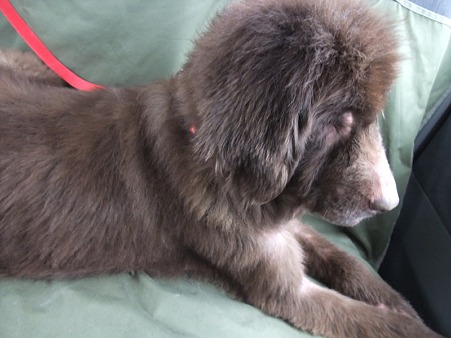 何犬かわかる??