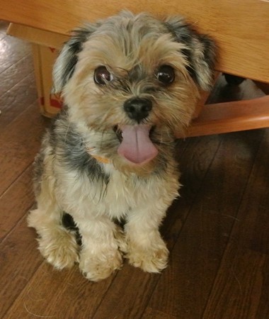 pipi