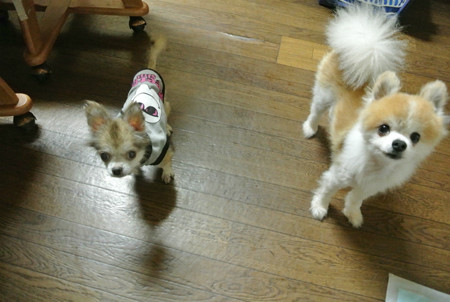 ひーくんに似た新入り