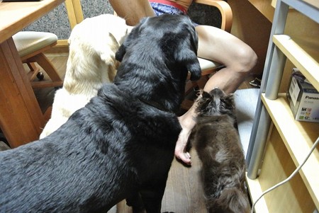 バナナに群がる犬達