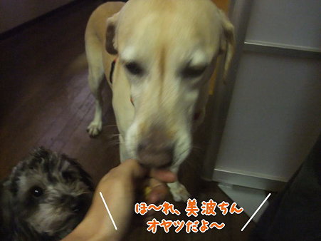 オヤツで釣るしかない、悲しい以前の仮母・・・