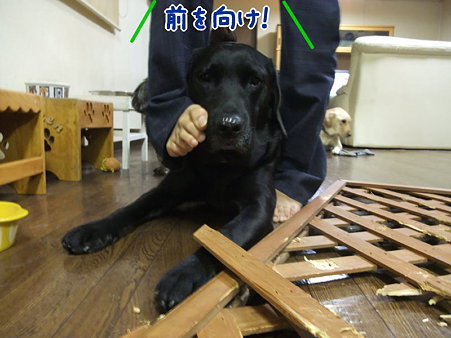 悟天か?!
