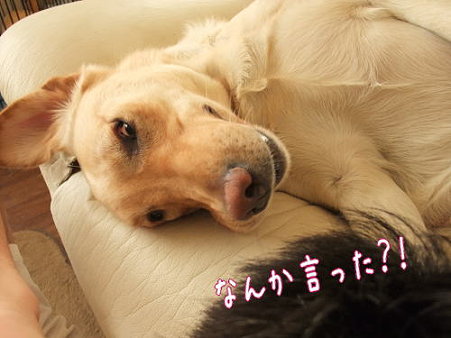 なんか言った?!
