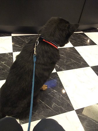 肝っ玉のでかい犬「大輔」