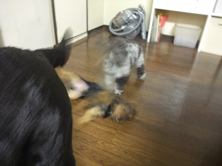 動き早過ぎて写りません(^_^;)
