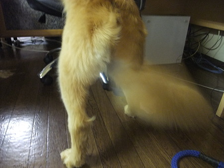 尻尾はブンブン♪