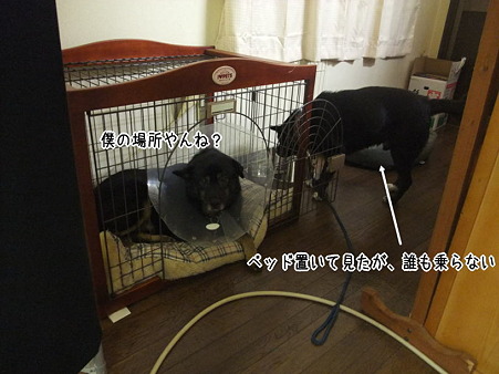 無犬のベッド