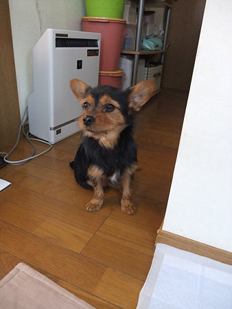 来夢がんばれ!