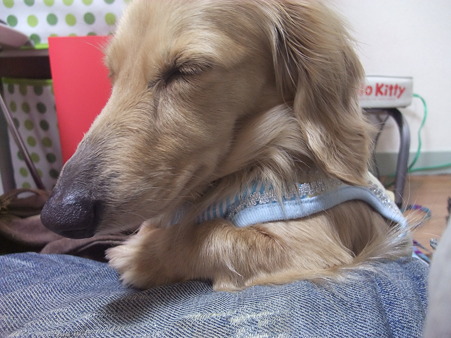 どうやら眠そうです・・・