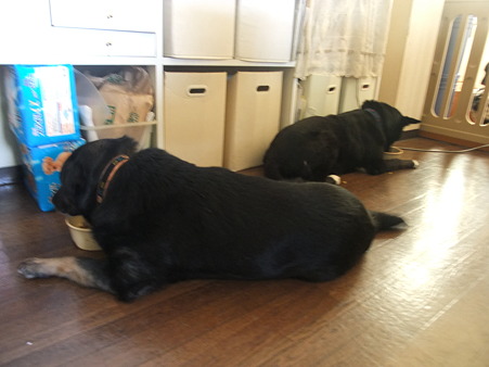 この子たち(大輔&銀太)、座って食事するんです