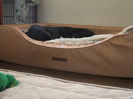 悟天はお行儀よく
