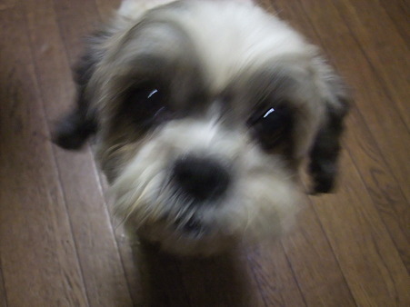 いろはだよ