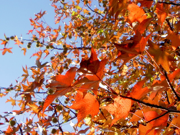 プラタナスの紅葉 写真共有サイト フォト蔵