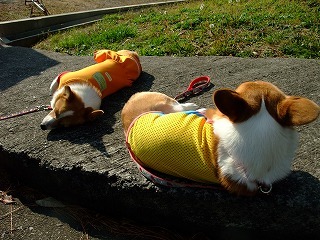 2009_1123岡山にて0227