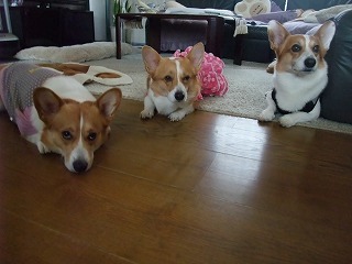 2009_1217ろんたんちにおじゃま0060