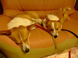 2010_01290124