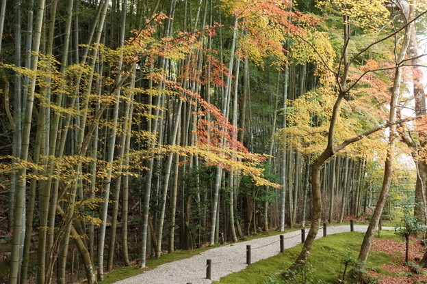 圓光寺の竹林22015