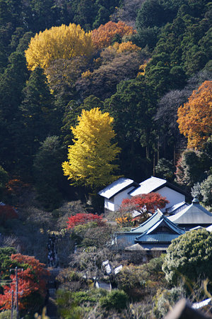 秋の風景北鎌倉!(091128)