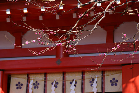 紅梅咲く、鎌倉/荏柄天神社!(100110)
