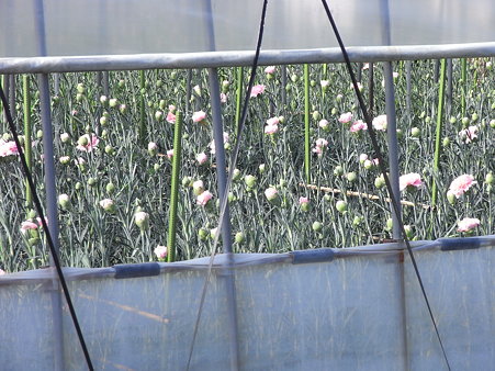 ２２．道中には、地名にもあるお花畑や…