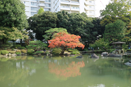 旧古河庭園 (16)