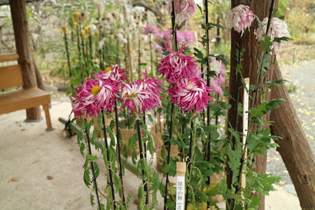 向島百花園 (3)