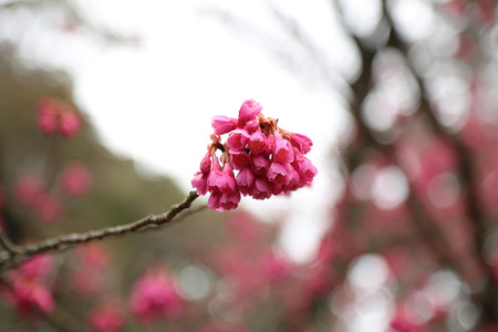 伊豆山神社・台湾緋桜