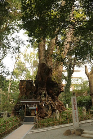 来宮神社 (1)